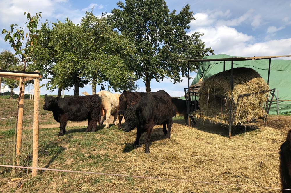 Ferienwohnung & Ferienhaus Richter - Urlaub auf dem Bauernhof mit Rindern